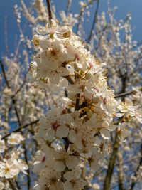 Low angle view of cherry blossoms in spring