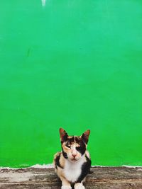 Portrait of cat on green wall