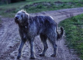 Dog running on field