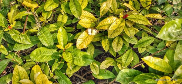 Full frame shot of fresh green leaves