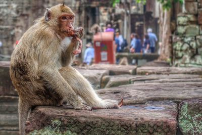 Lion sitting on wood