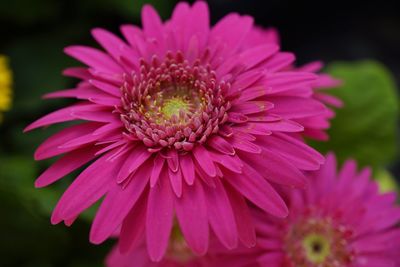 Close-up of pink flower