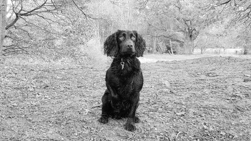 Portrait of dog sitting on field