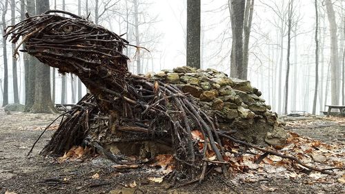 Close-up of log on tree trunk