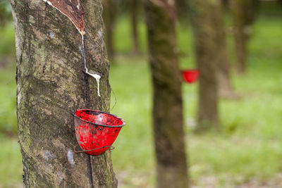 Close-up of red leaf on tree trunk