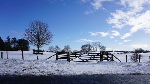 Trees on field against blue sky during winter