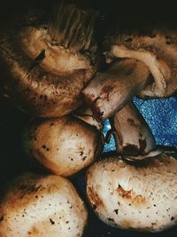 High angle view of mushrooms