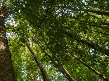 Low angle view of bamboo trees in forest