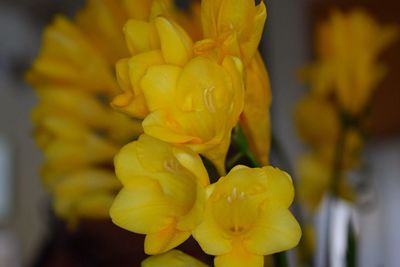 Close-up of yellow flower