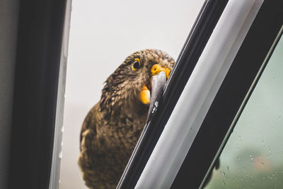 Close-up of bird looking through window