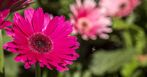 Close-up of pink flower