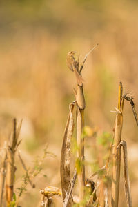 Close-up of wilted plant on field