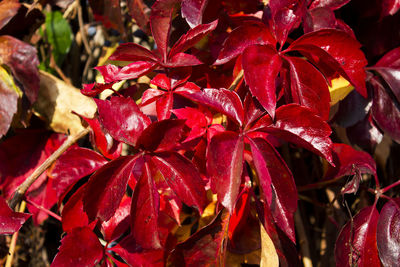 Close-up of red leaves on plant during autumn