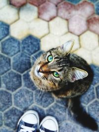High angle portrait of cat