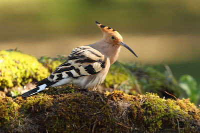 Close-up of bird perching on plant