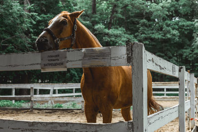 Horse standing in ranch