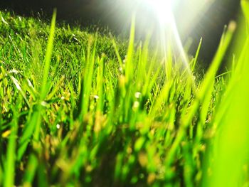 Close-up of green grass against bright sun