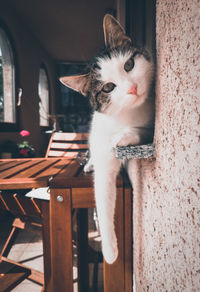 Portrait of cat sitting on chair