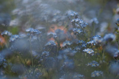 Blue flowers growing at park