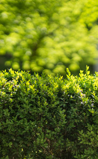 Close-up of green leaves