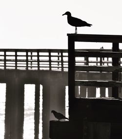 Seagull perching on railing against sea
