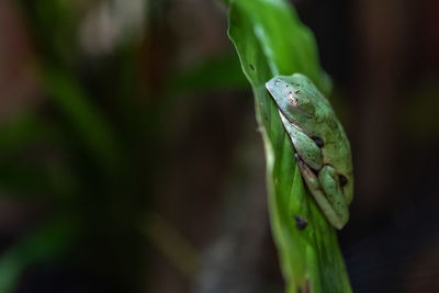 Close-up of green leaves