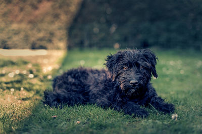 Portrait of dog relaxing on field