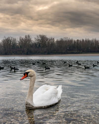 Swans swimming in lake