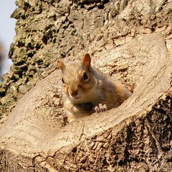 Close-up of squirrel