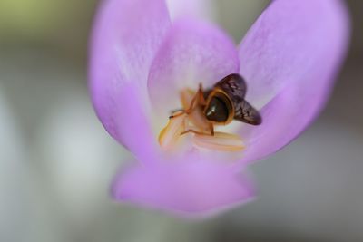 Close-up of bee on purple flower