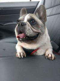 Close-up of a dog in car