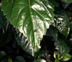 Close-up of green leaves on plant