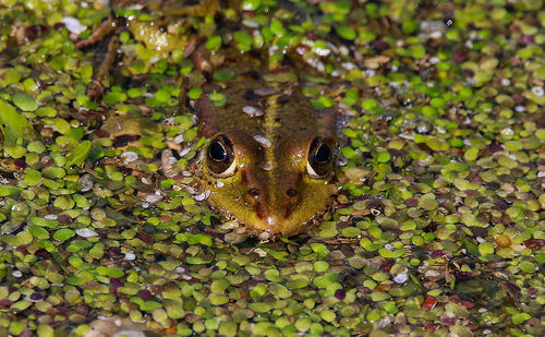 Close-up of lizard in water