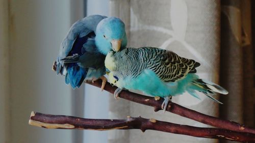 Budgerigars perching on wood