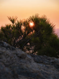 Close-up of cactus growing on field against sky during sunset