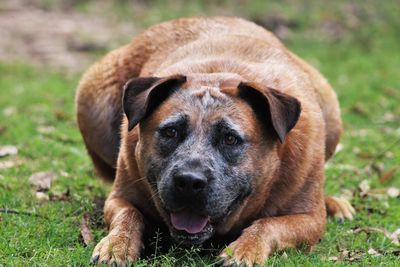 Close-up portrait of dog