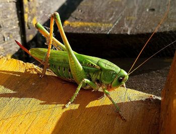 High angle view of insect on wood