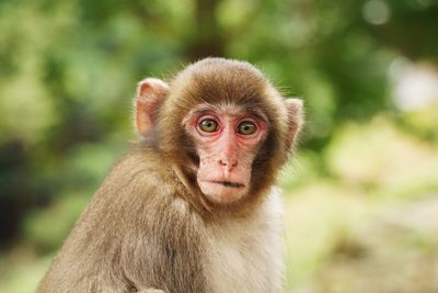 Close-up portrait of japanese macaque