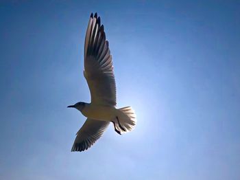 Low angle view of seagull flying