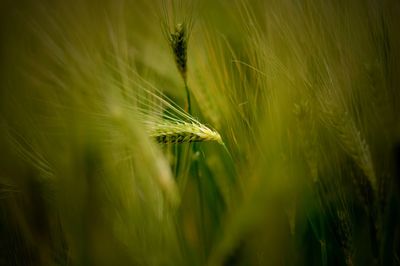 Close-up of wheat growing on field