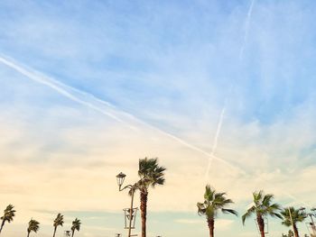 Low angle view of palm trees against sky