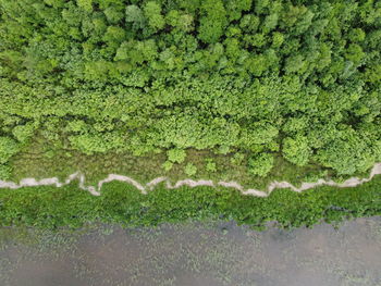 Full frame shot of tree trunk on land