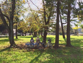 Trees in park