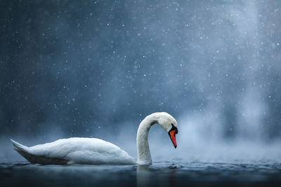 Lonely mute swan in snow storm