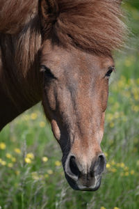 Close-up of a horse on field