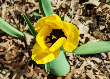 High angle view of yellow flowering plant on field