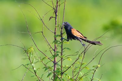 Close-up of bird perching on plant