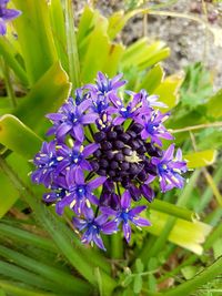Close-up of purple flowers blooming outdoors