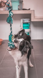 Dog standing on floor at home