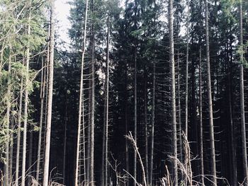 View of trees in forest